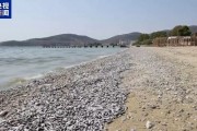 整座城市惡臭逼人！上百噸死魚堵塞希臘港口，這個旅游勝地進入緊急狀態