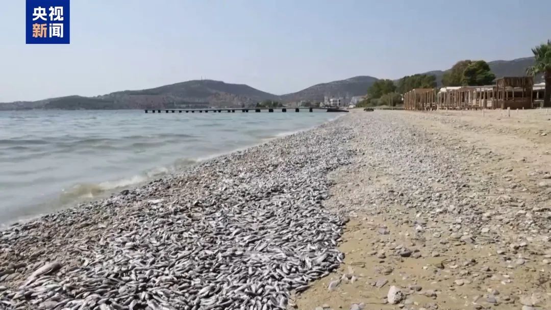 整座城市惡臭逼人！上百噸死魚堵塞希臘港口，這個旅游勝地進入緊急狀態(tài)