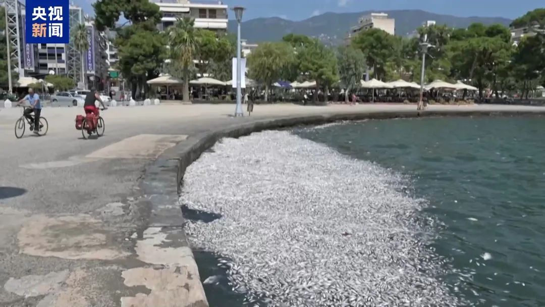 整座城市惡臭逼人！上百噸死魚堵塞希臘港口，這個旅游勝地進入緊急狀態(tài)